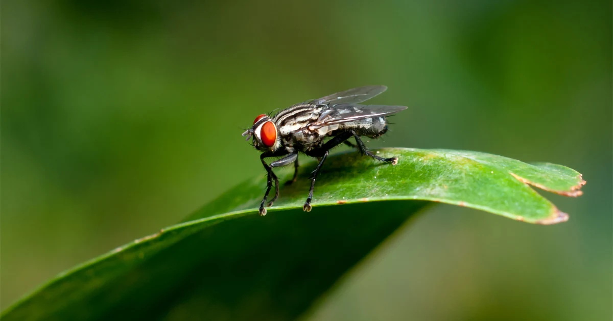 Ruồi đậu trên lá cây