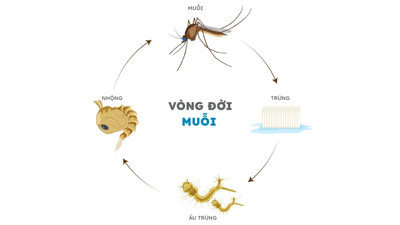 Vòng đời của muỗi
