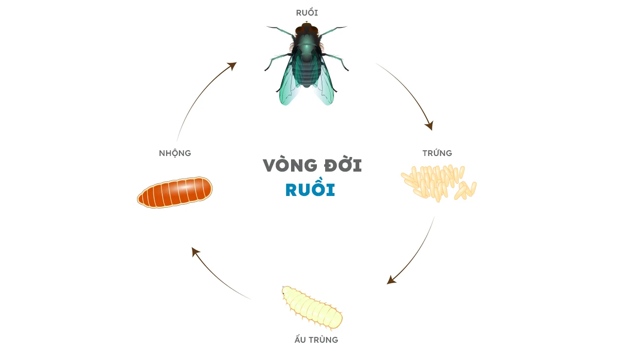 Vòng đời của loài ruồi
