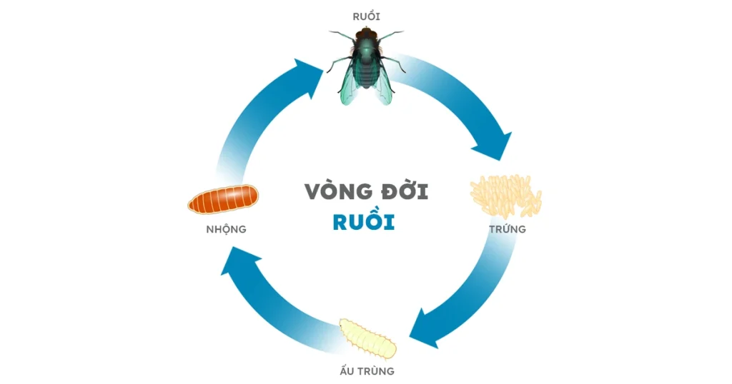 Vòng đời của loài ruồi