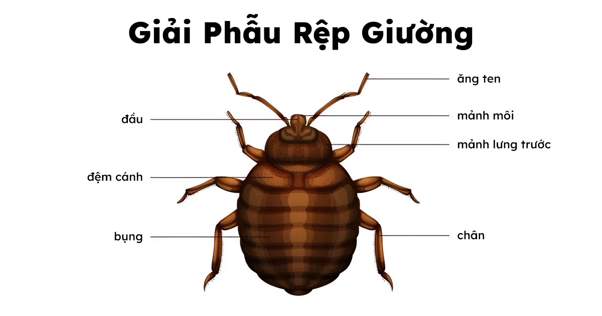 Giải phẫu rệp giường