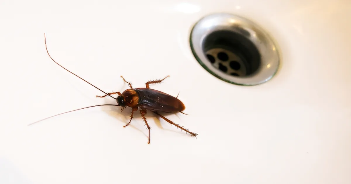Gián bò lỗ thoát nước